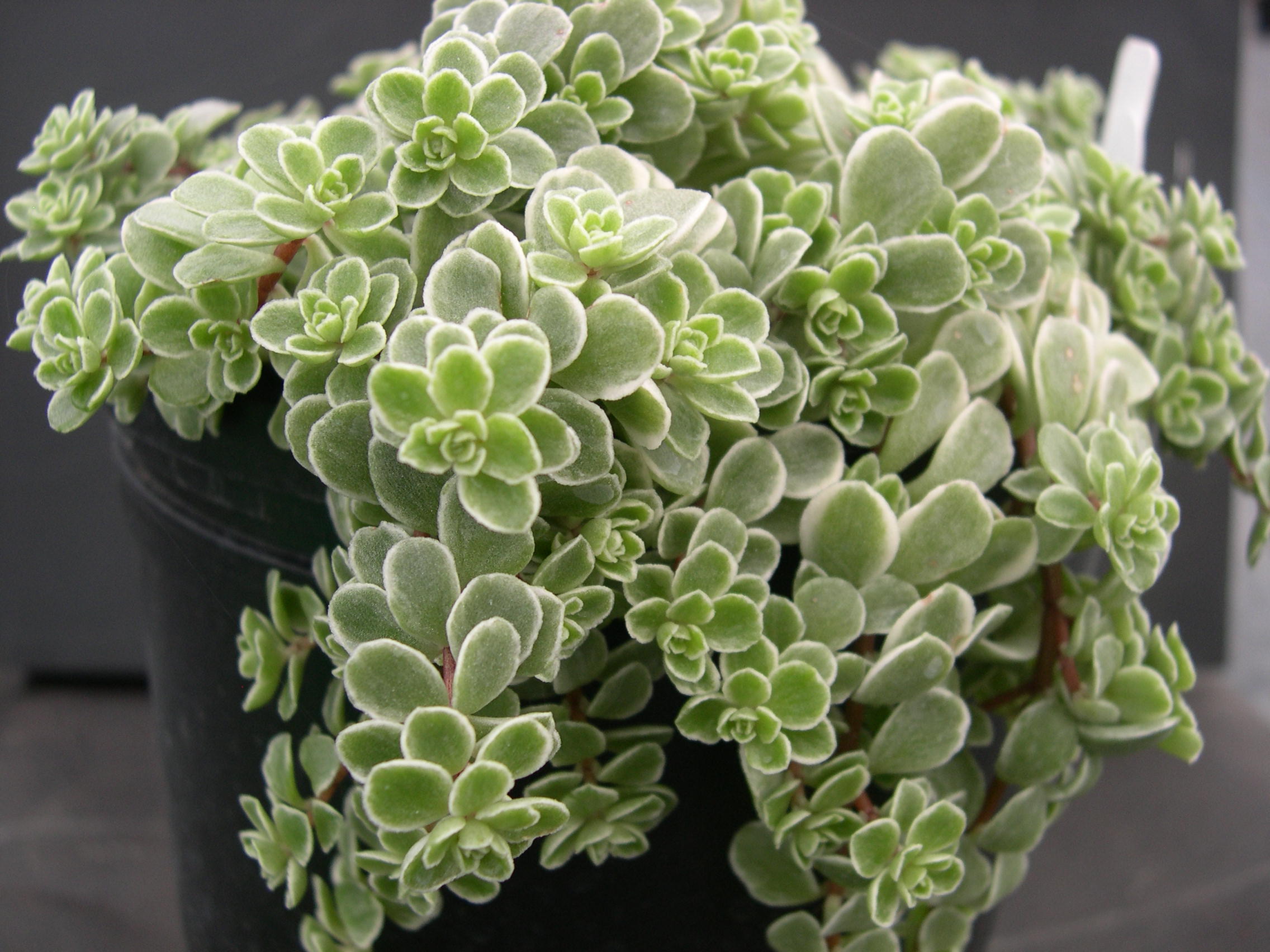 Седум Макиной (Sedum makinoi